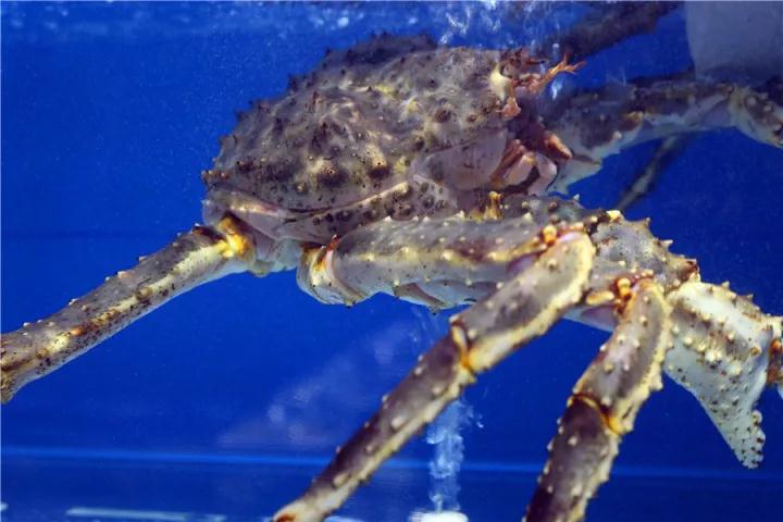 【時代儒商】膠東碼頭海鮮城淮揚(yáng)菜、魯菜、海鮮超多美味！滿足您的味蕾~~